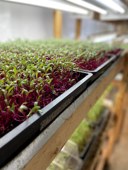 Growing microgreens for growing food based businesses