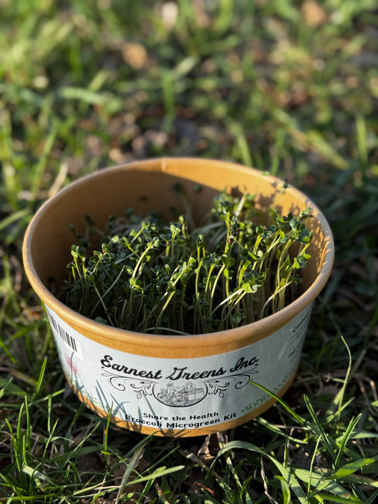 Grow At Home Microgreen Kits