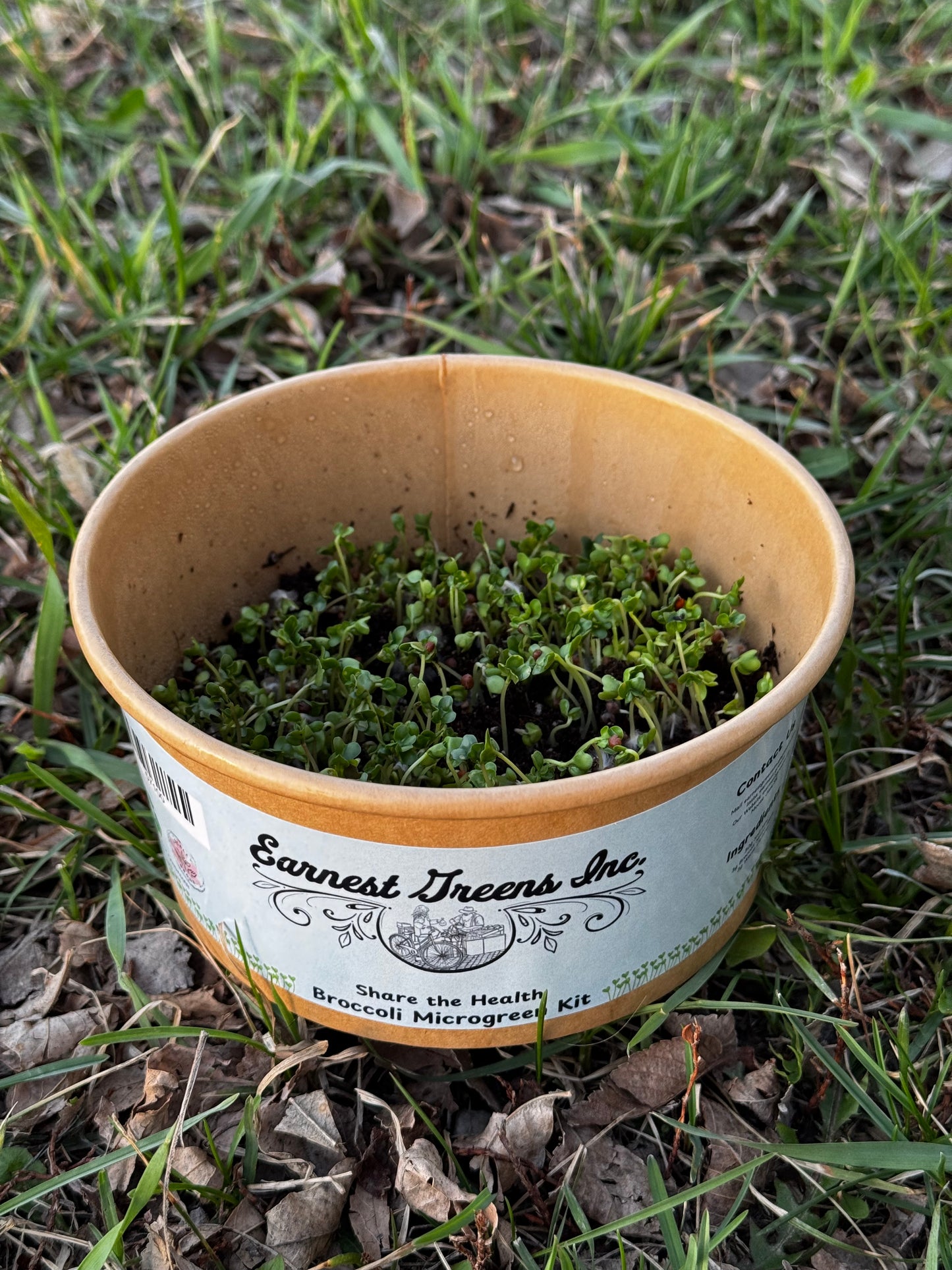 Grow At Home Microgreen Kits