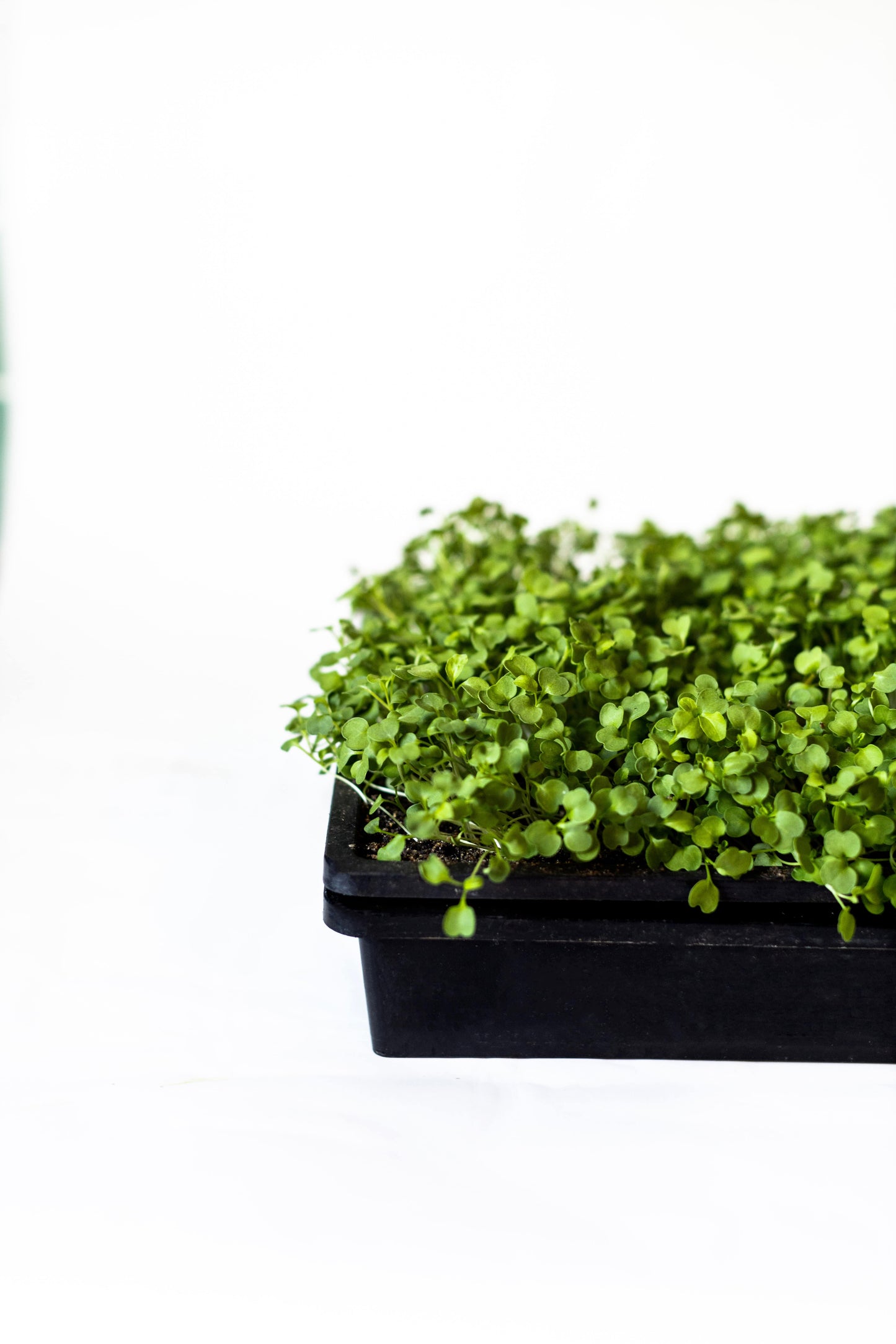 Arugula Micros