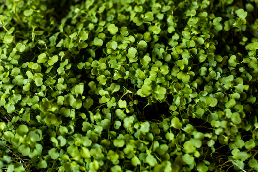 Close-up of fresh and vibrant arugula microgreens