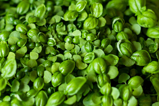 Close-up of fresh and vibrant Basil microgreens