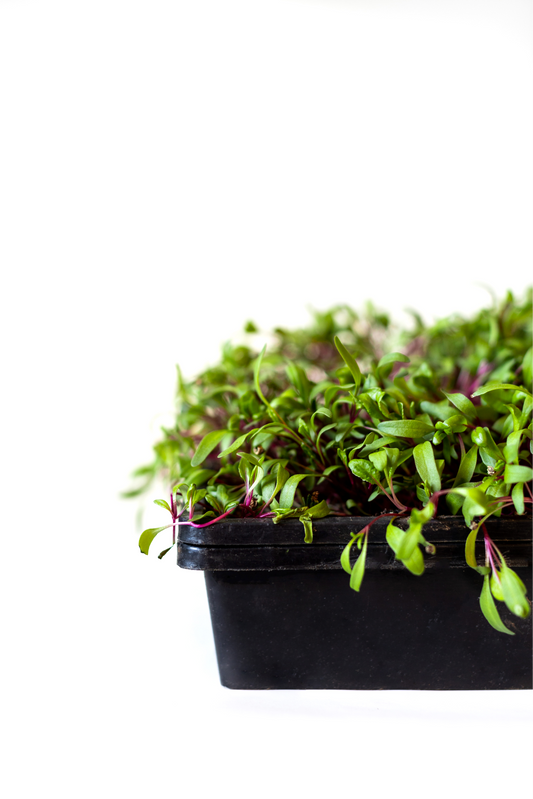 Close-up of fresh and vibrant beet microgreens