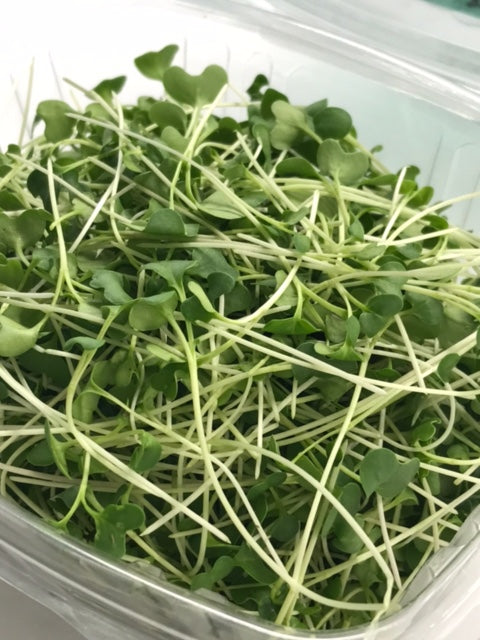 Close-up of fresh and vibrant broccoli microgreens