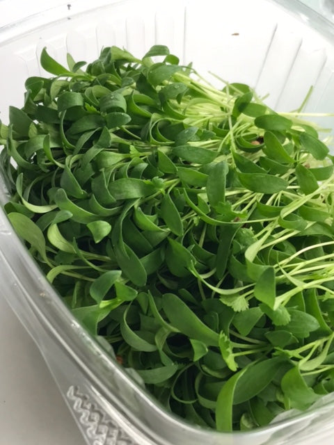 Close-up of fresh and vibrant cilantro microgreens