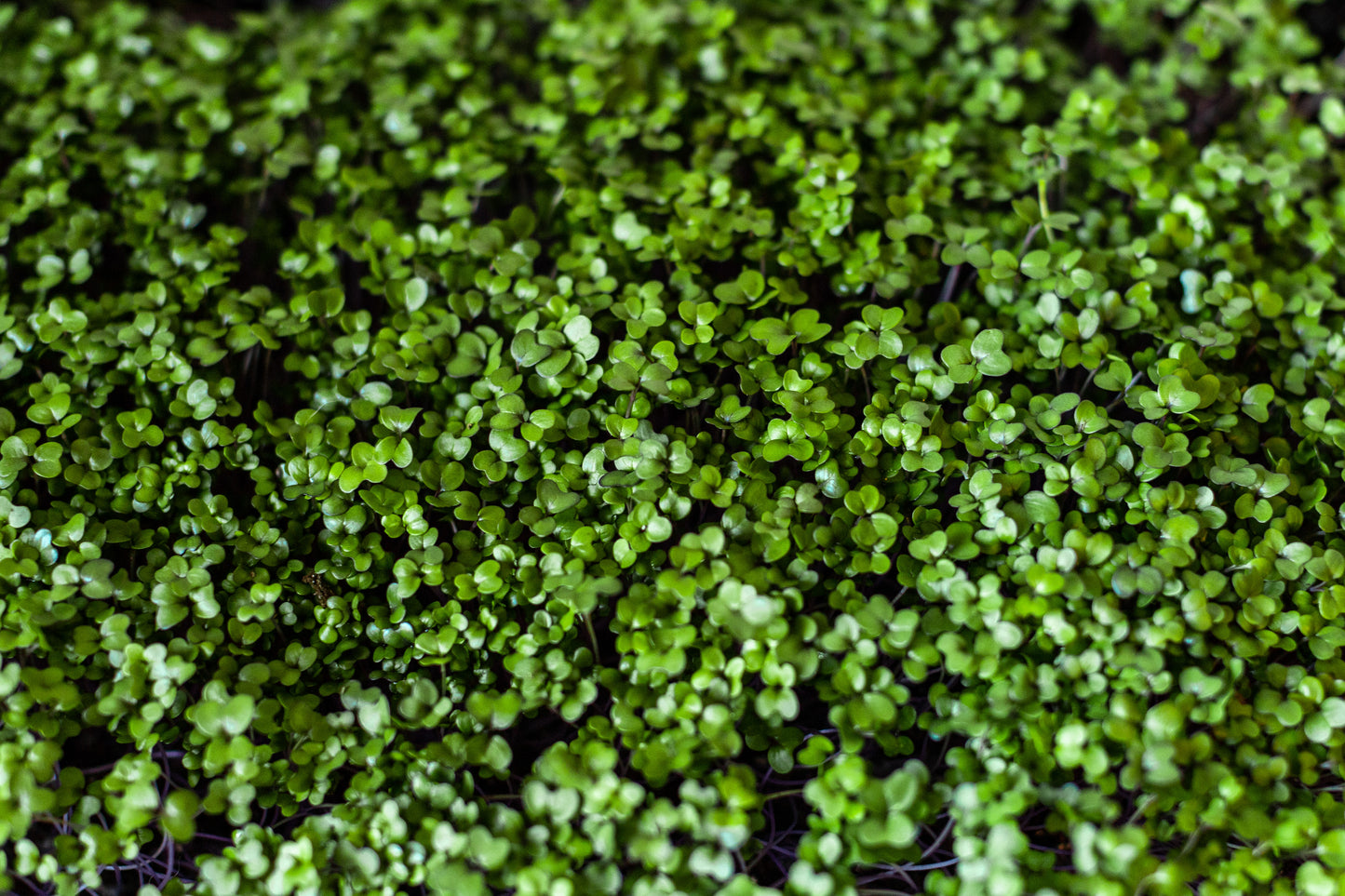Kohlrabi Micros