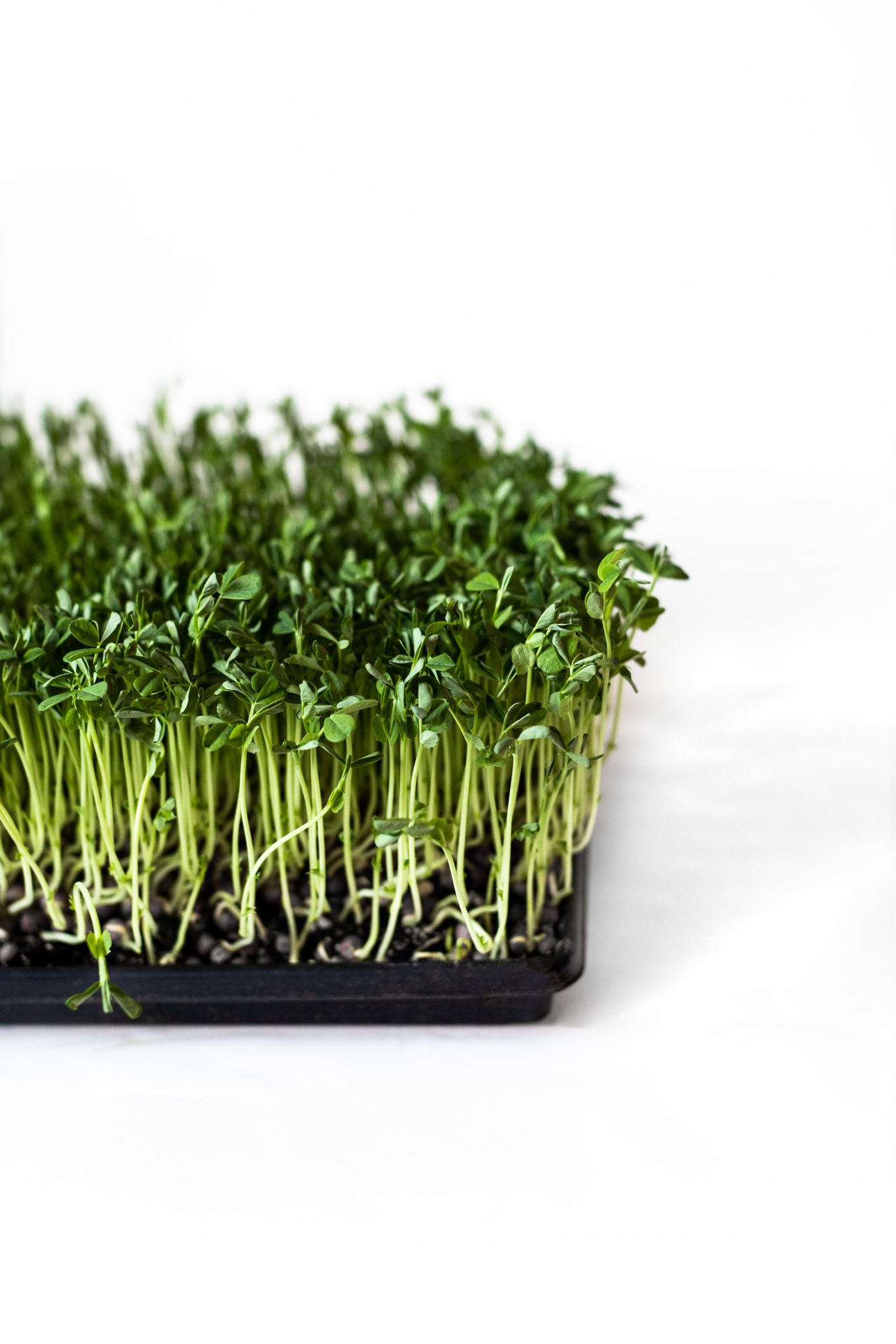 Peashoots