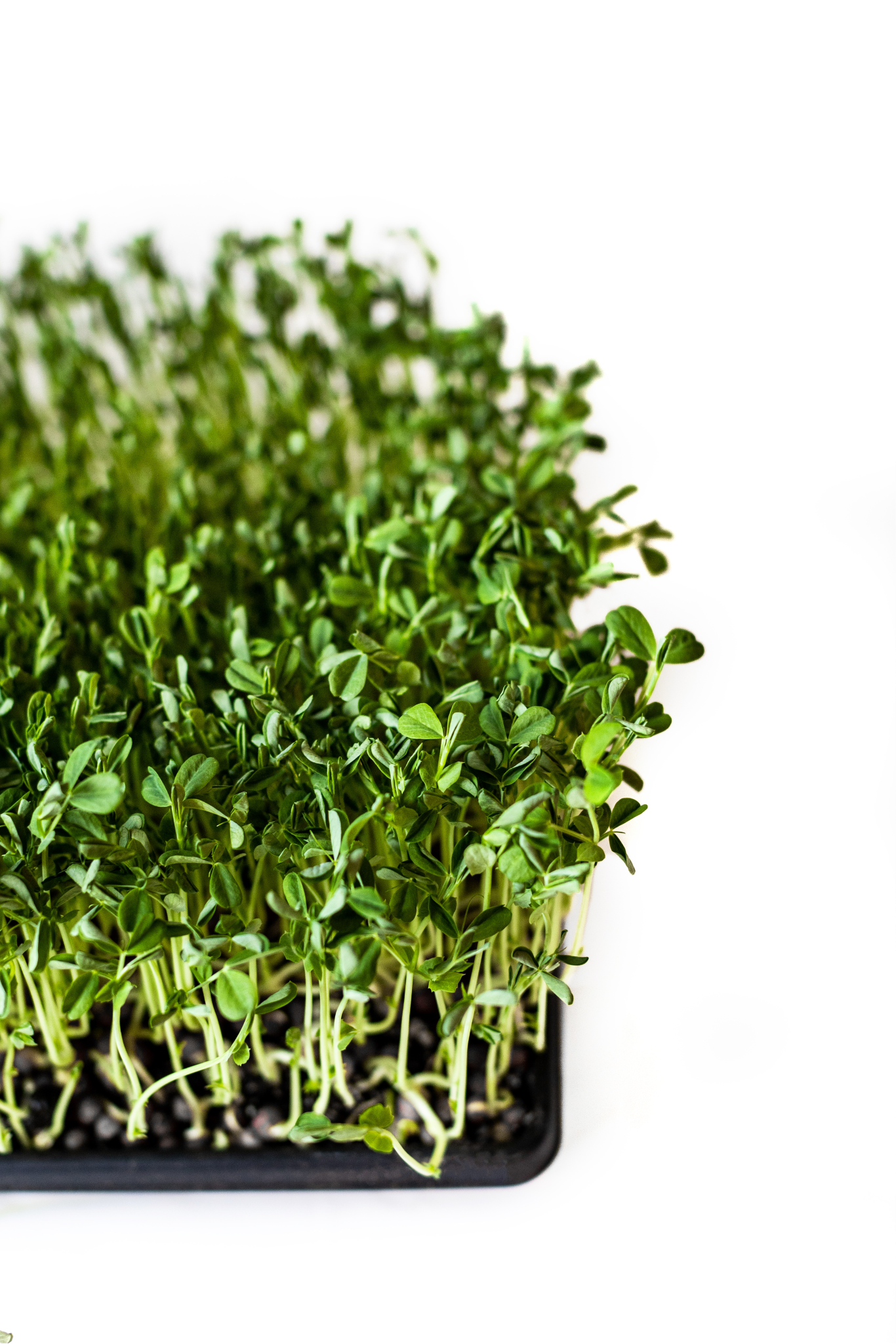 Peashoots