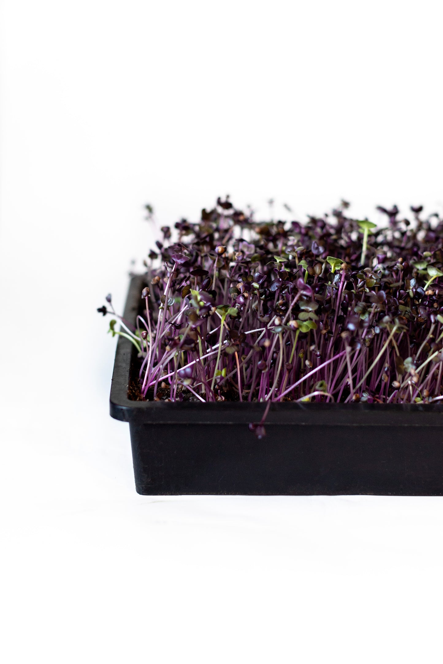 Radish Micros