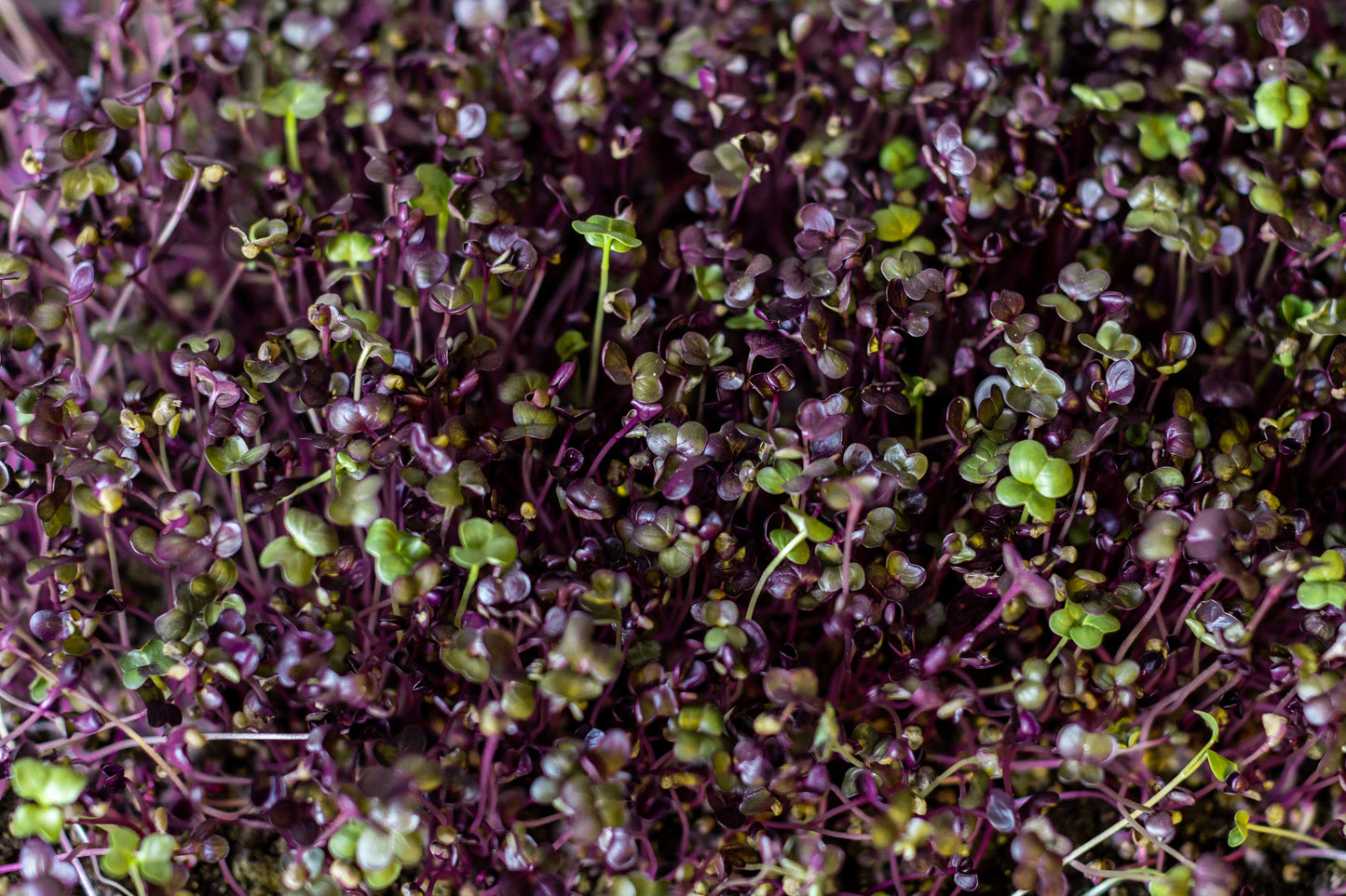 Radish Micros