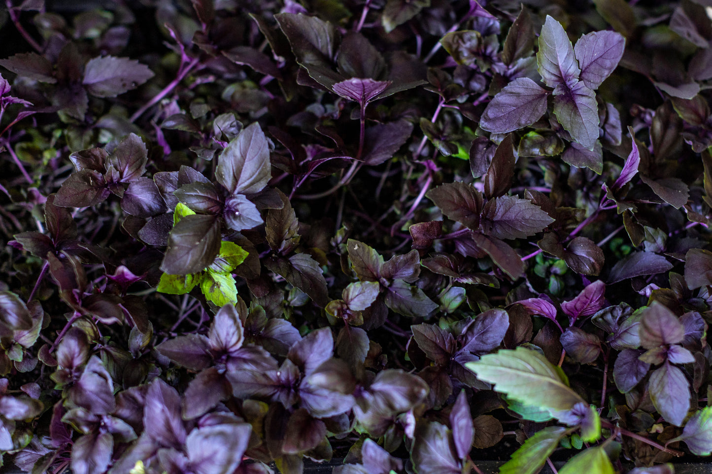 Close-up of fresh and vibrant Red Rubin Basil microgreens
