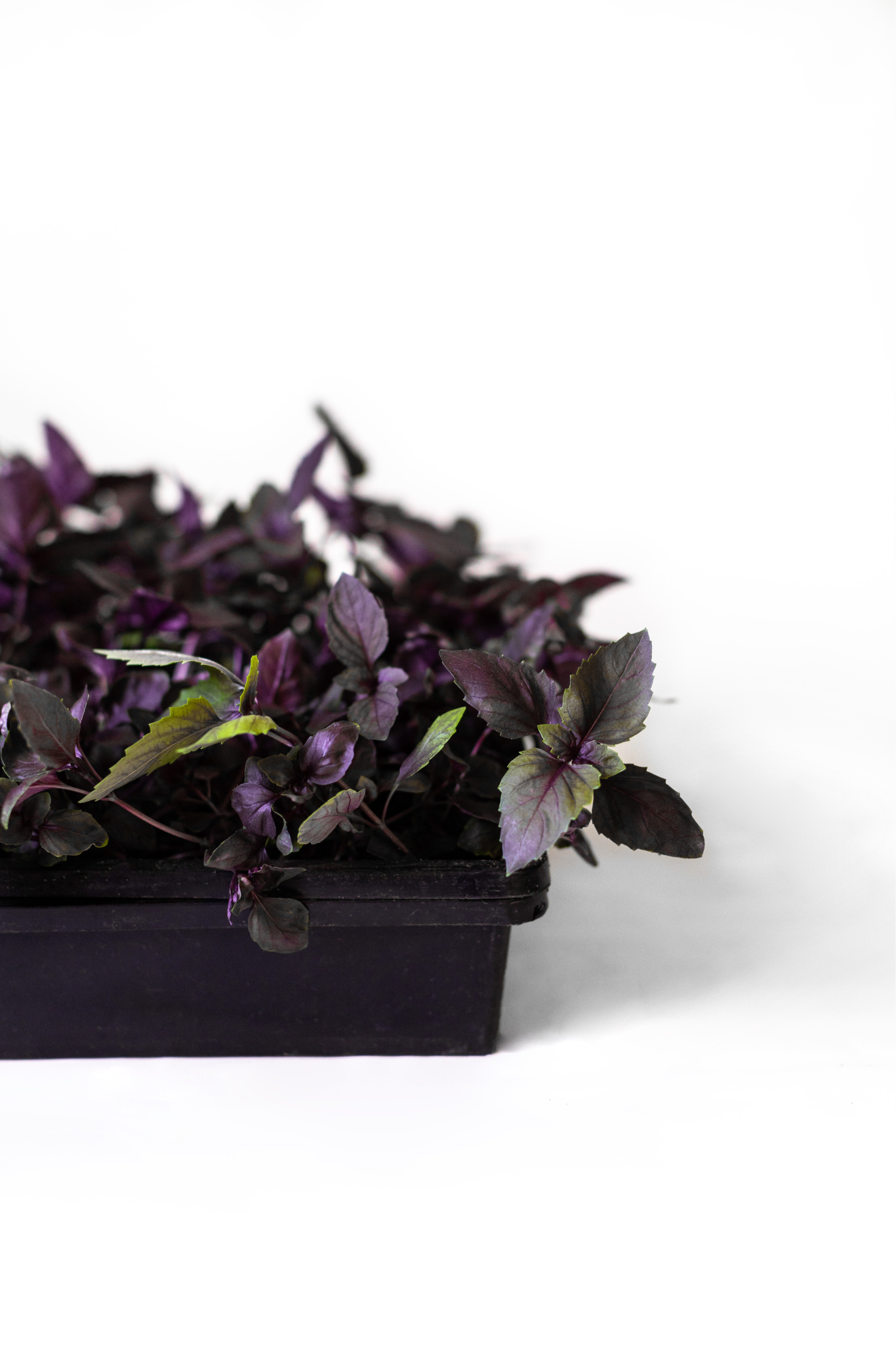 Basil Micros