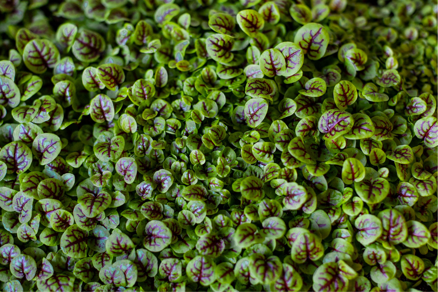 Sorrel Micros