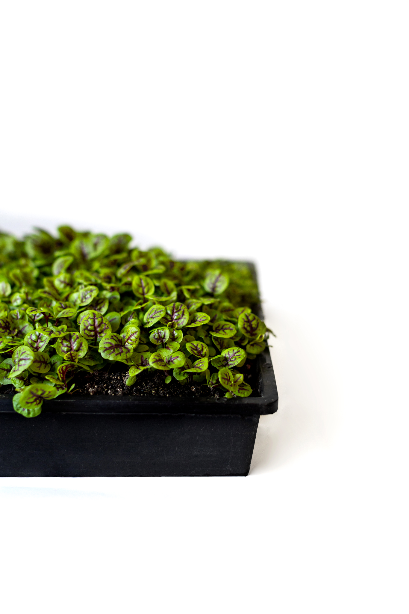 Sorrel Micros