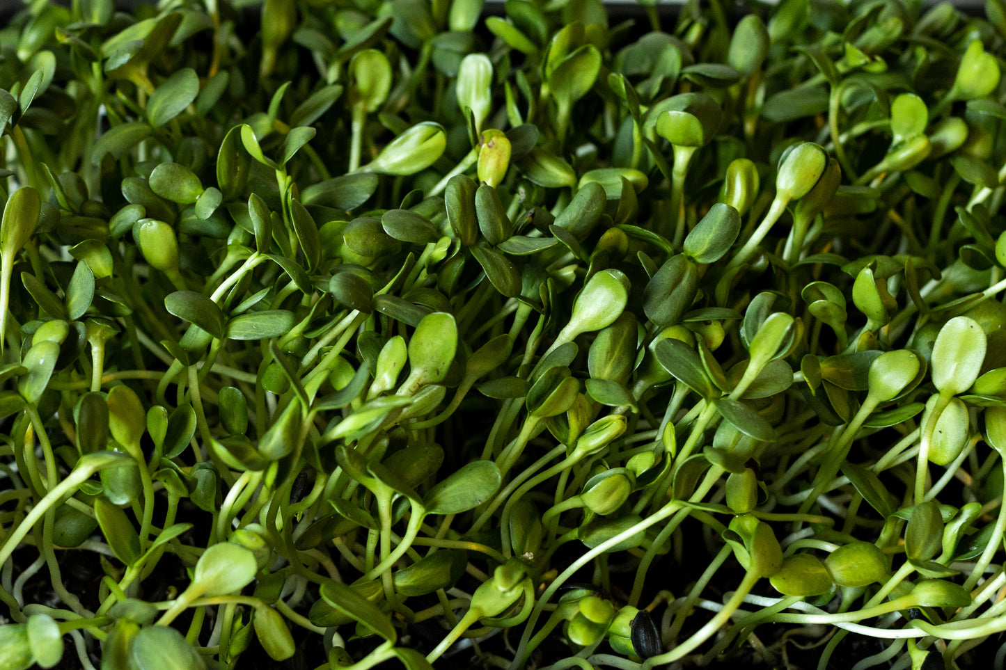 Sunflower Micros